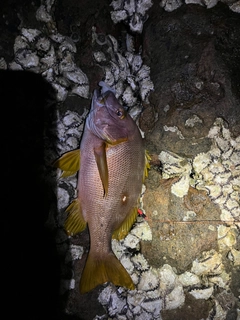 シブダイの釣果