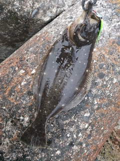 ヒラメの釣果