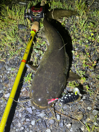 ナマズの釣果