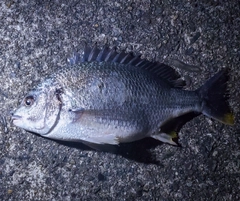 キビレの釣果