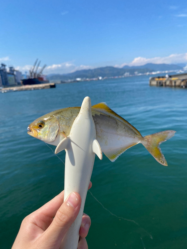 ショゴの釣果