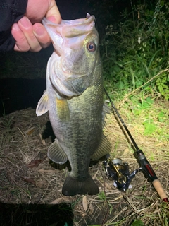 ラージマウスバスの釣果