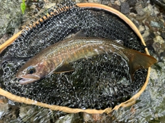 イワナの釣果