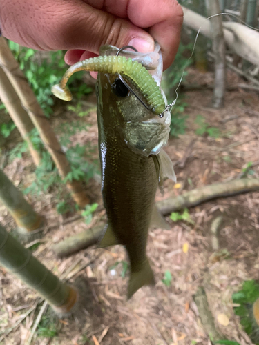 ラージマウスバスの釣果