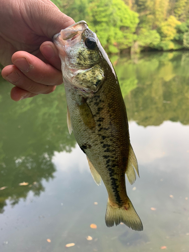 ラージマウスバスの釣果