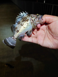 クロソイの釣果