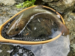 イワナの釣果