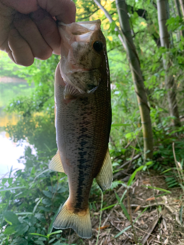 ラージマウスバスの釣果