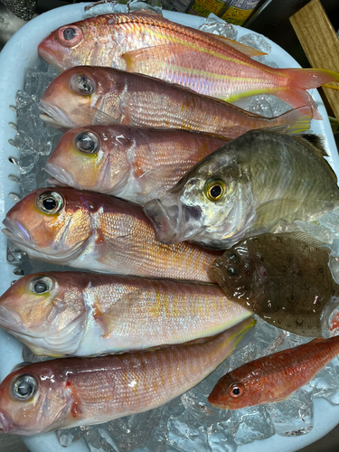 アマダイの釣果