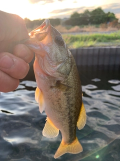 ラージマウスバスの釣果