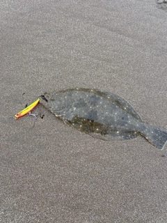 ソゲの釣果