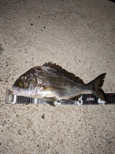 ヘダイの釣果