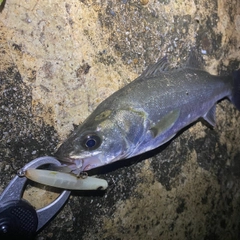 セイゴ（マルスズキ）の釣果