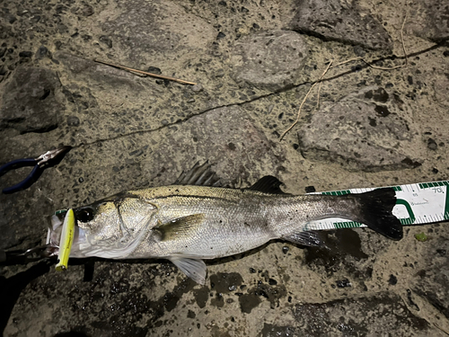 シーバスの釣果