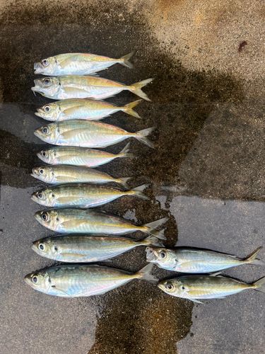 アジの釣果