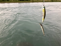 アユの釣果