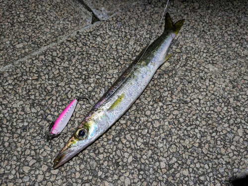 カマスの釣果