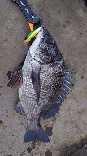 チヌの釣果