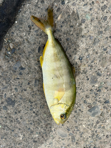 ショゴの釣果