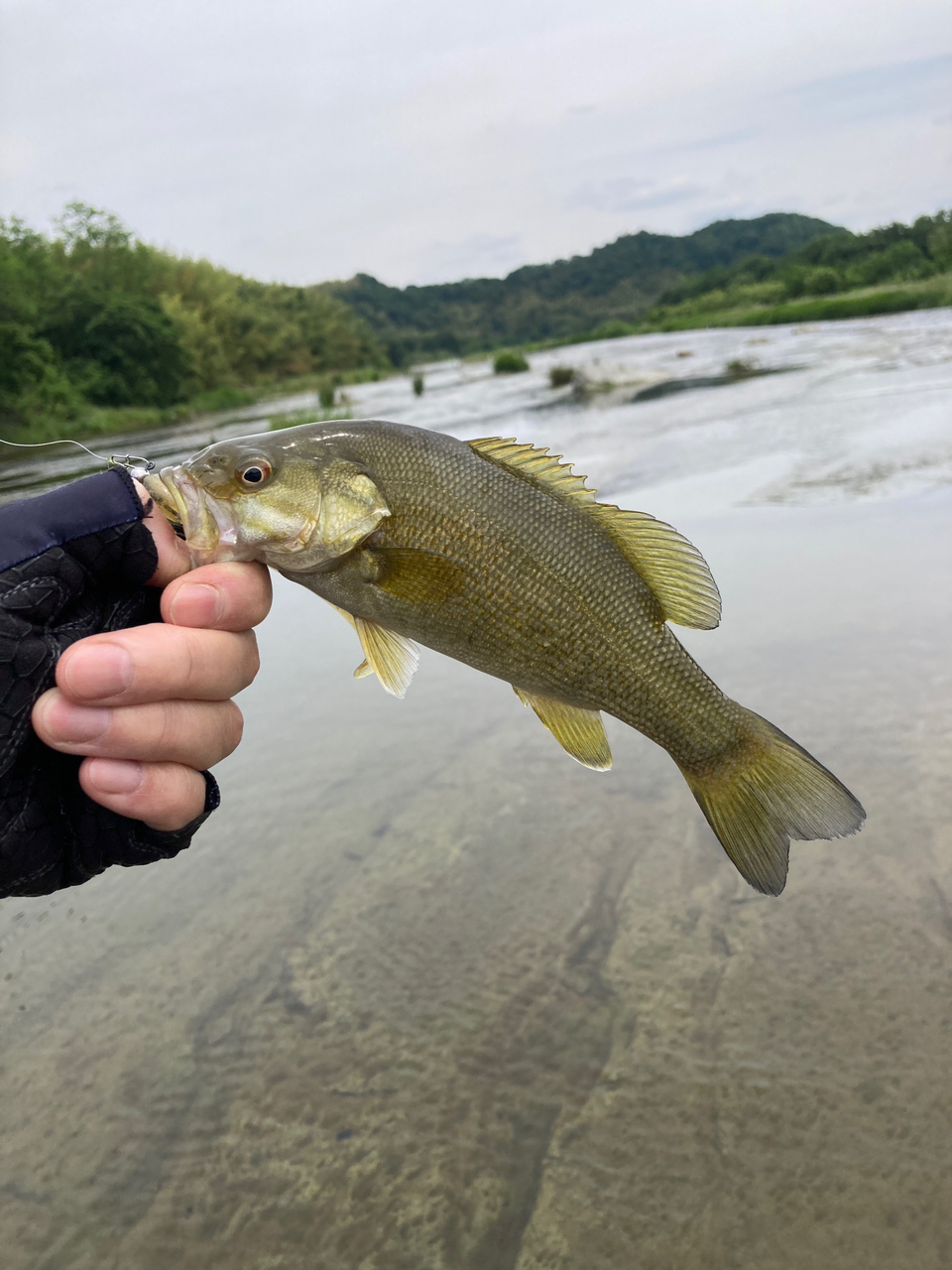 スモールマウスバス