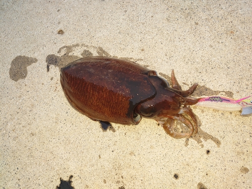 コウイカの釣果