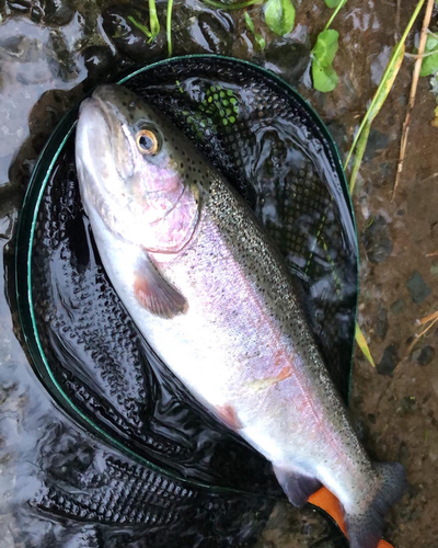 ニジマスの釣果