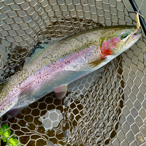 ニジマスの釣果