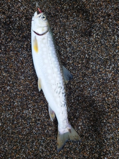 アメマスの釣果