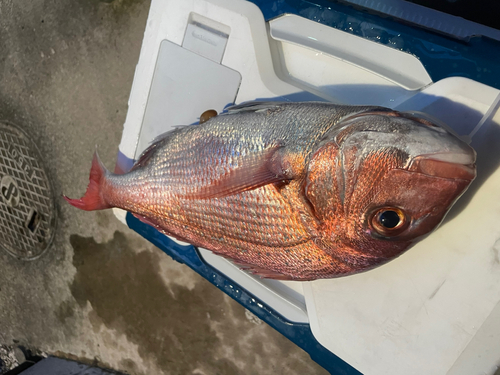 タイの釣果