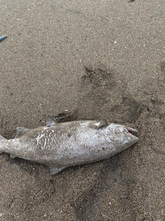 サクラマスの釣果