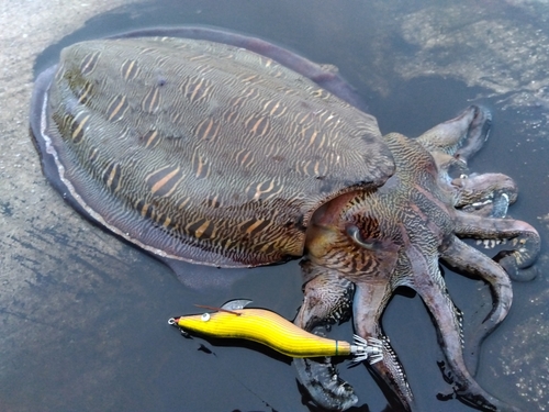 コウイカの釣果