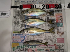アジの釣果