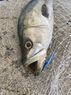 スズキの釣果