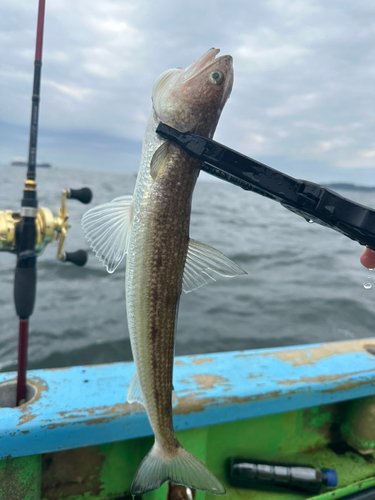 エソの釣果