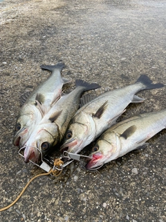 シーバスの釣果