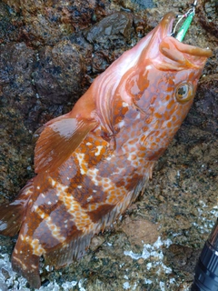 アコウの釣果