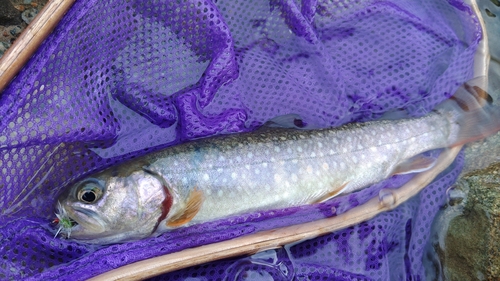 イワナの釣果