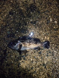 タケノコメバルの釣果