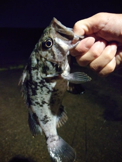 タケノコメバルの釣果