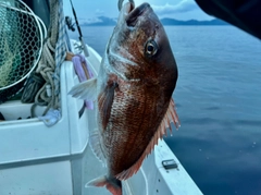 マダイの釣果