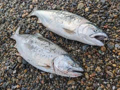 サクラマスの釣果