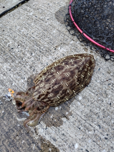 モンゴウイカの釣果