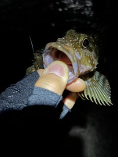 ガシラの釣果