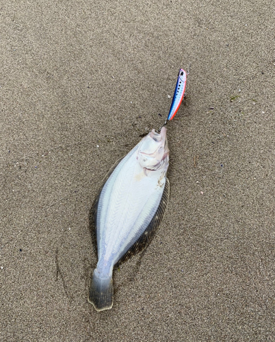 ソゲの釣果