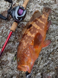 アコウの釣果