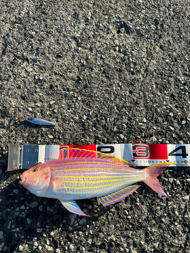 イトヨリダイの釣果