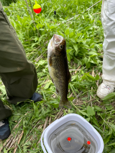 ニジマスの釣果