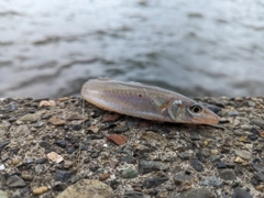 シロギスの釣果