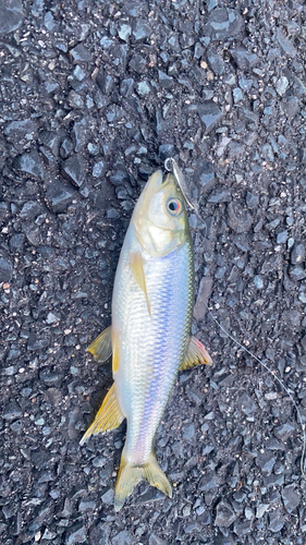 カワムツの釣果