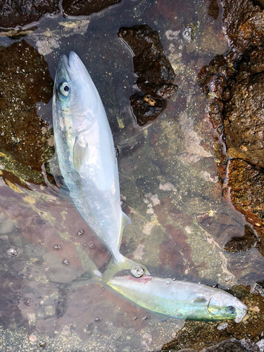 イナダの釣果